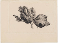 KT 1513
          <br/>
          Twee Papegaaitulpen
          <br/>
          <em>Koster, Antonie Lodewijk (1859-1937)</em>